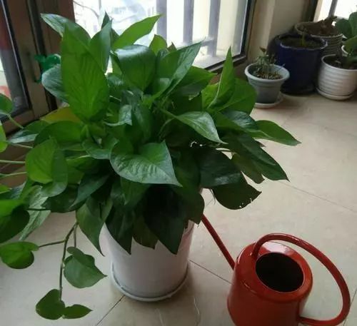 绿萝枯萎，如何拯救最佳