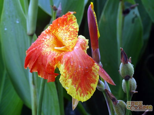 美人蕉的生长过程