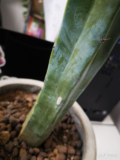 仙人掌表皮黄斑的困扰及解决办法