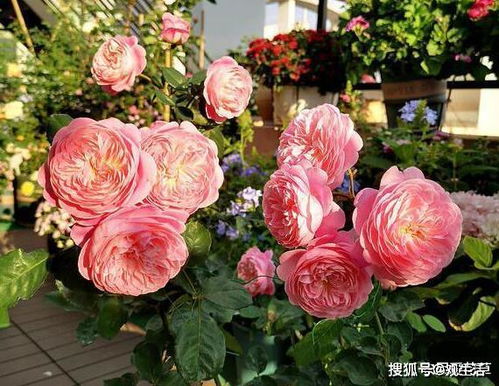 月季收货剪花，为何只剪一半