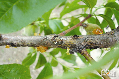 防治方法四：物理防治