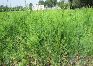 探寻1米2以上侧柏杯苗批发价格：哪里有大量供应？