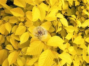 金叶榆的全球声誉