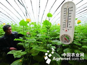 大棚黄瓜地除草剂的选择大揭秘