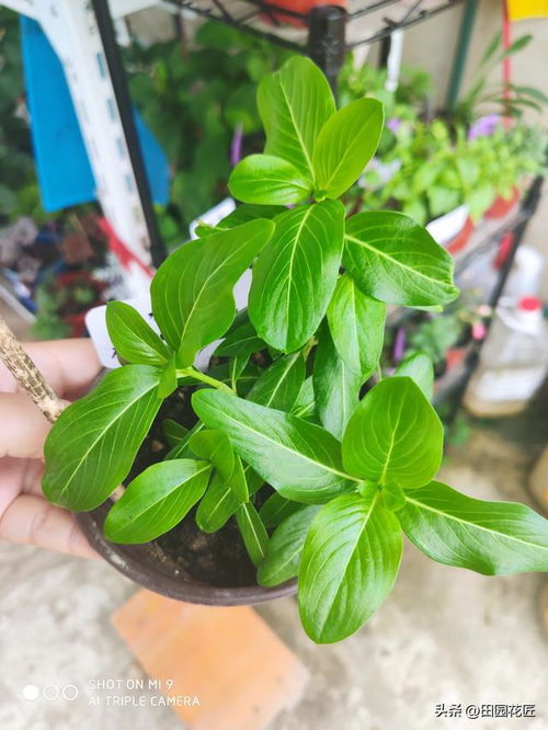 传说中的九月二十六开花植物