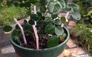 逛了三年花卉市场悟出来的理儿