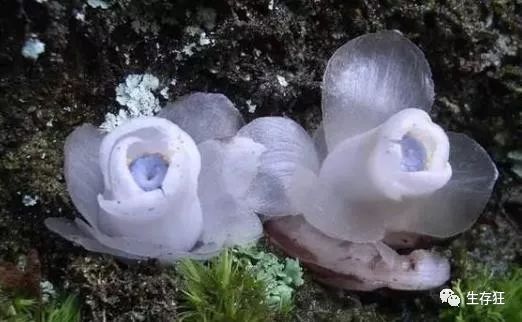 幽灵之花水晶，如何挑选最佳种植土壤