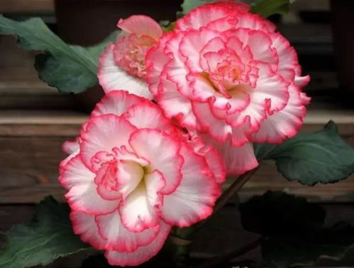 品种溢价：球根海棠的价格差异