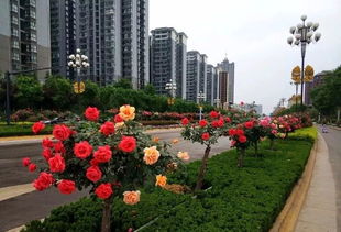 韩城月季花海， 浪漫花海名城等你来