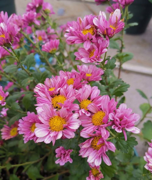 短日照植物：秋冬季节的花开奥秘