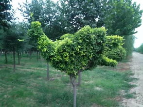 苗木基地， 各具特色