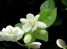 茉莉花叶子枯萎怎么办