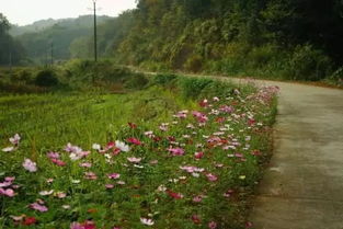 公路两旁花草种植， 多因素考量