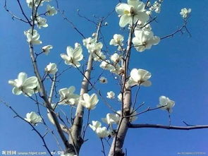 玉兰花的美丽与寓意