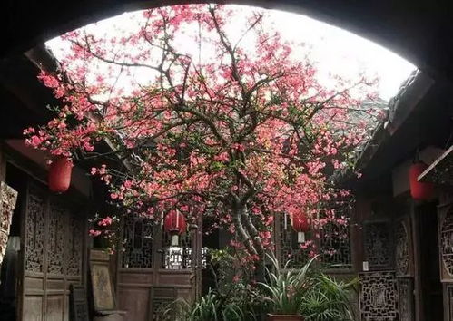 竹节断裂，海棠拆分