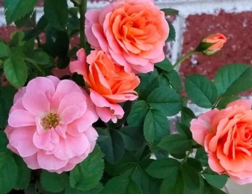 浇水时要注意，花朵沾水易掉落