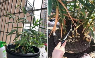 蒜苗水里怎么长得快？