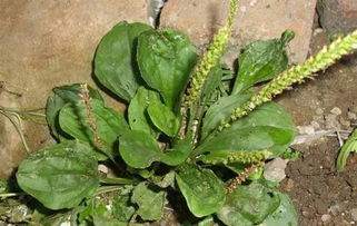 车前草种植成本揭秘：一亩地要花多少钱？