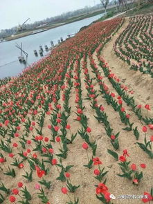 地窖中的花木如何成长存活