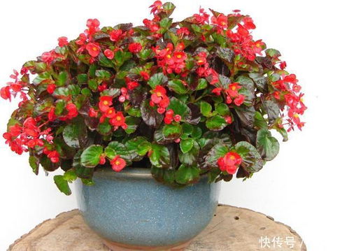 四季海棠的花期是多久？它每年会开几次花呢
