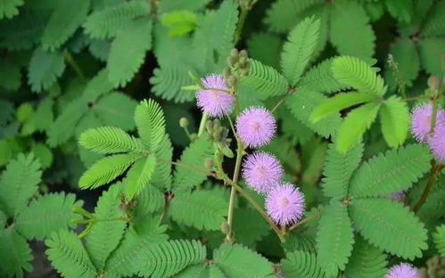 夏日草木香， 北方六月开