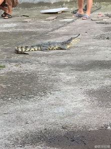 在中国，非法饲养鳄鱼属于违法行为