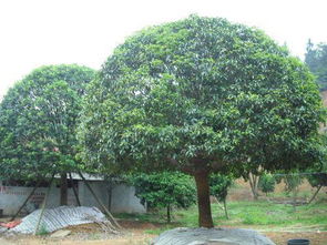 南阳苗木市场的常见品种