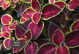 花草种类，各有特色