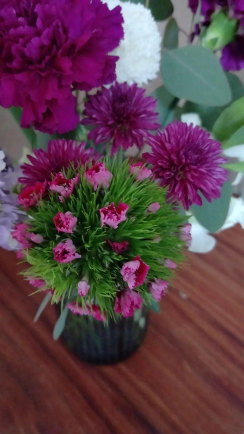 室内养花，你选对植物了吗？