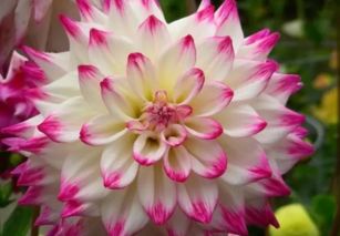 翠菊与蛇目菊的黄金搭档