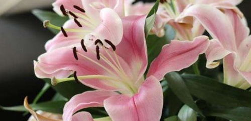 有和我一样嫌弃花生长满，花期又短的朋友吗？