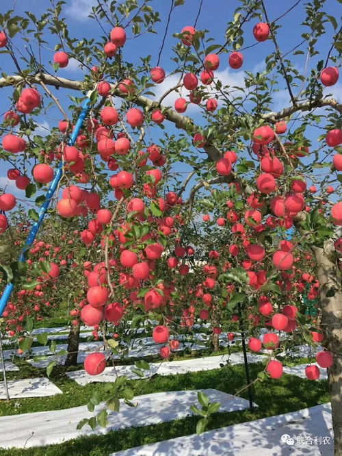 果园虫害防治新招：残杀威与甲维盐的黄金配比