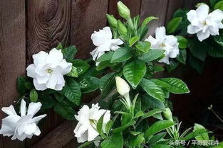 栀子花土怎么配？新手也能养好栀子花的土壤秘籍