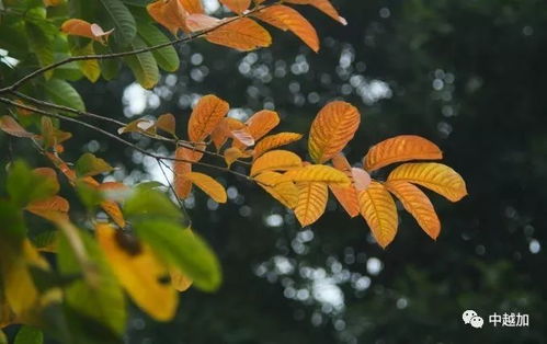 玉蕊树的花期揭秘