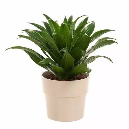 室内绿植的魅力与净化空气的小秘密