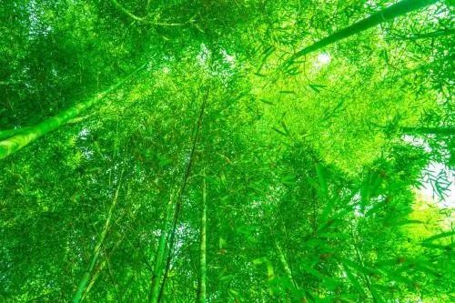 长春冬天的三大救花招