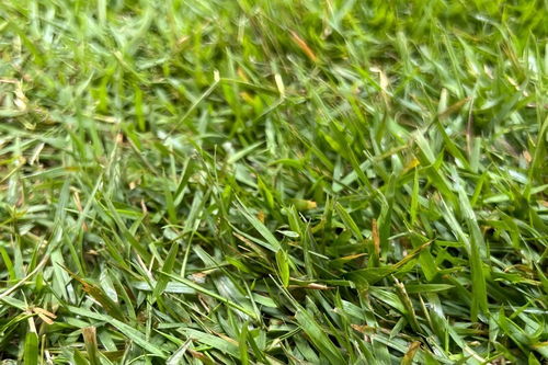 北方耐踩踏的草种大揭秘！球场庭院者阝嫩扛的5种硬核草种推荐