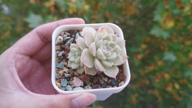 多肉九尾狐养殖方法有哪些？种植技巧分享中需要注意哪些要点