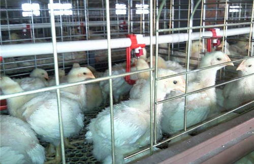 肉鸡饲料中添加小茴香，对鸡的生长发育和健康有哪些具体益处？