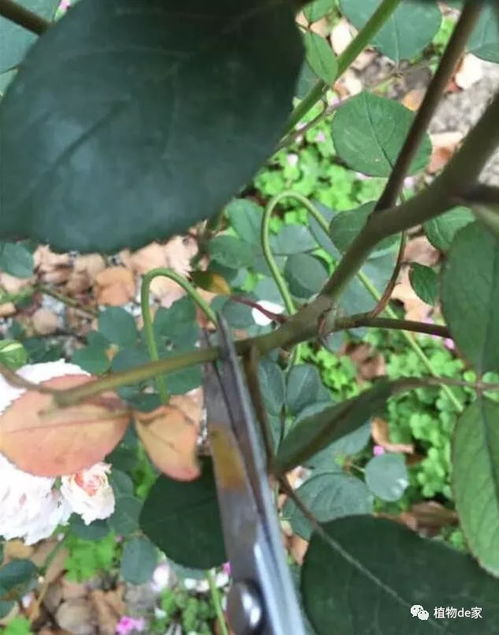 入秋后养月季，关键措施全揭秘！