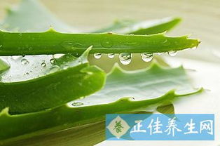 生芦荟擦脸，如何正确使用才能护肤又安全