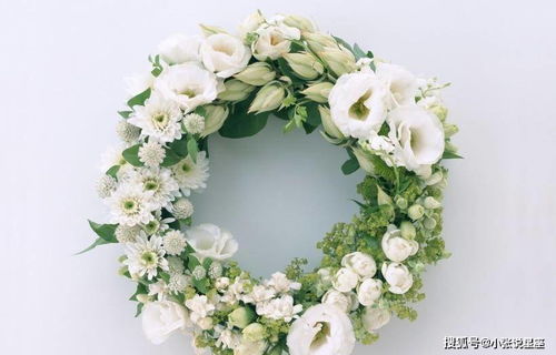 七里香养护攻略，打造爆款家居花卉！