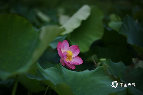 芙蓉：出水芙蓉， 娇艳动人