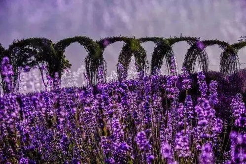 薰衣草6月绽放，紫色花海