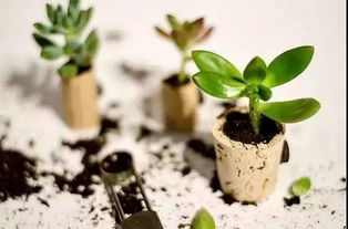 网购的花花,靠谱不靠谱呢?