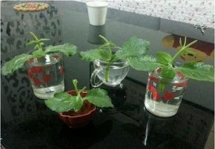 长寿花水培生根发芽需要多久？水培过程中有哪些注意事项避免失败
