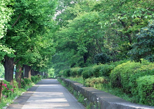 修剪与间伐管理