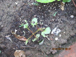 病害来了甲霜灵Neng顶得住吗？