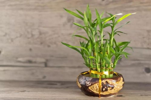 富贵竹怎样养殖才能保持其翠绿，富贵竹的正确养法有哪些需要注意