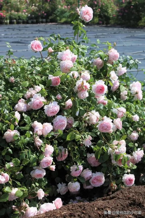 真宙月季， 皮实又美丽